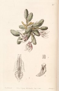 Dendrobium cucumerinum or Dockrillia cucumerina by Miss Drake